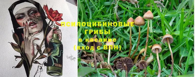 Галлюциногенные грибы MAGIC MUSHROOMS  даркнет сайт  Северск 